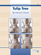 Tulip Tree